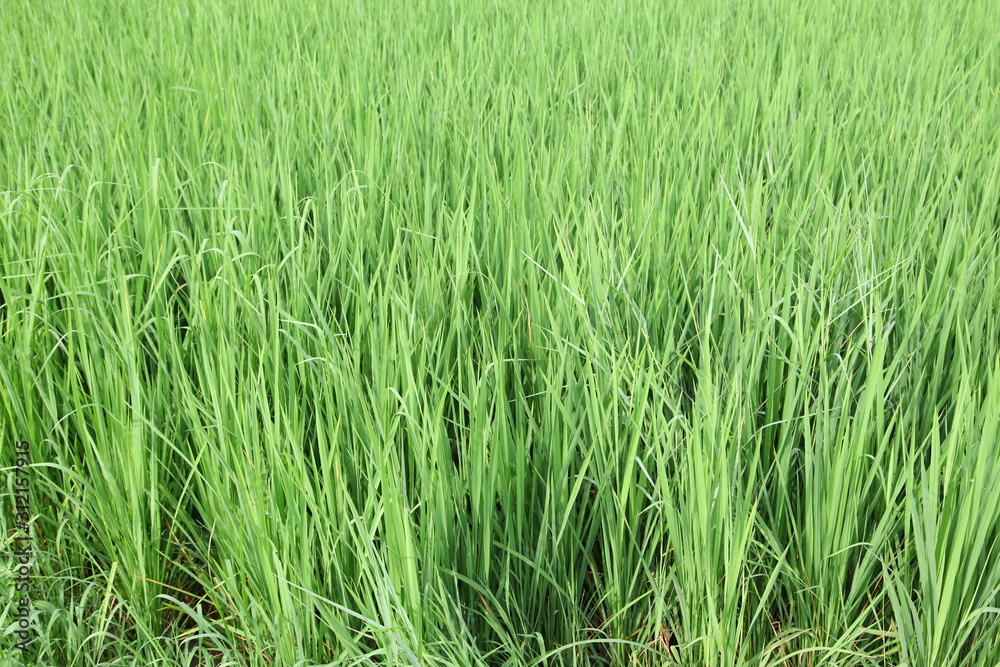 The beautiful landscape of rice fields in Thailand. 