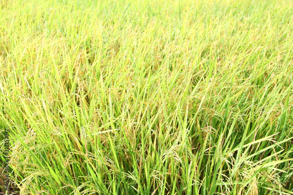 The beautiful landscape of rice fields in Thailand. The beautiful landscape of rice fields in Thailand.