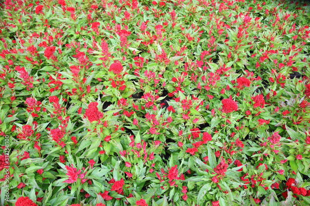 Red Cockscomb flowers in the garden 