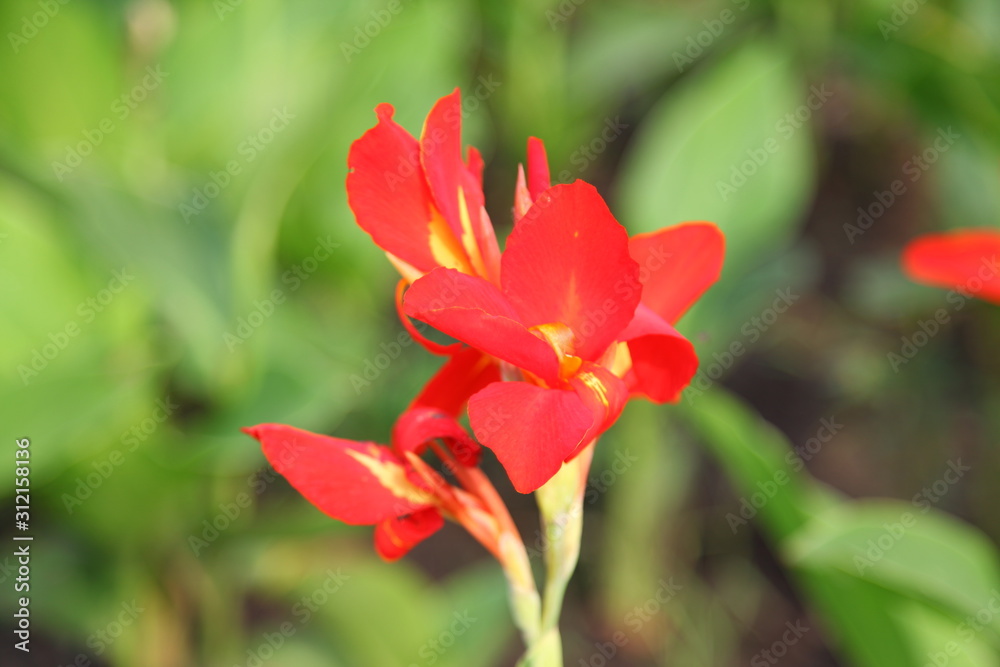 Fototapeta premium red canna flower close up 