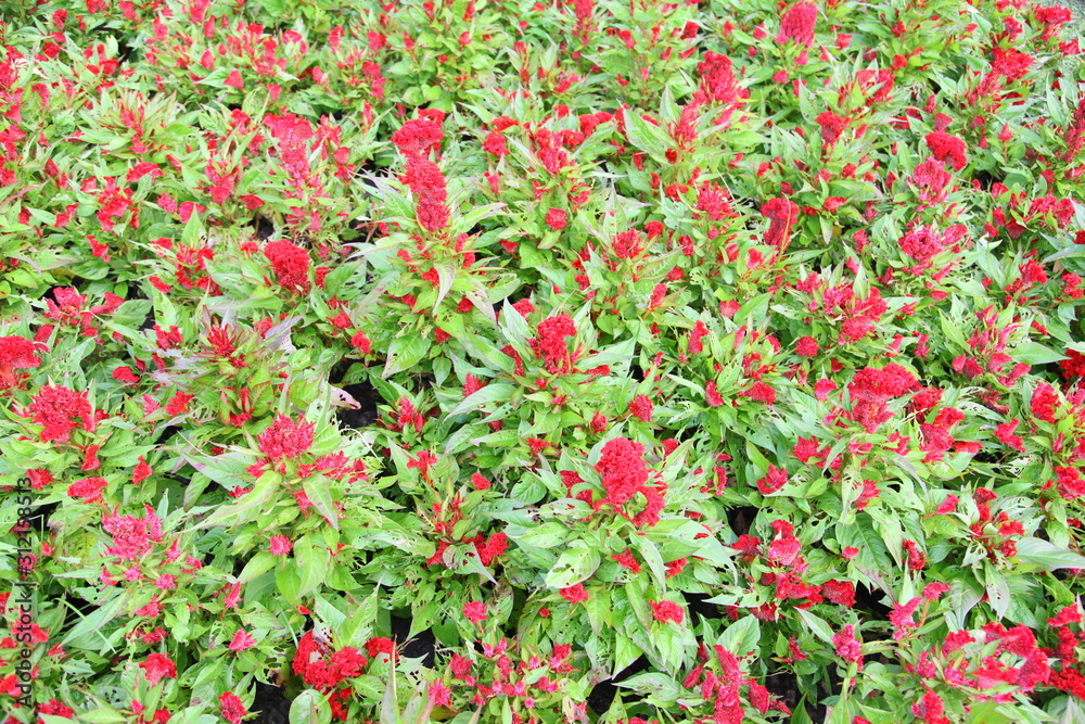 Red Cockscomb flowers in the garden 