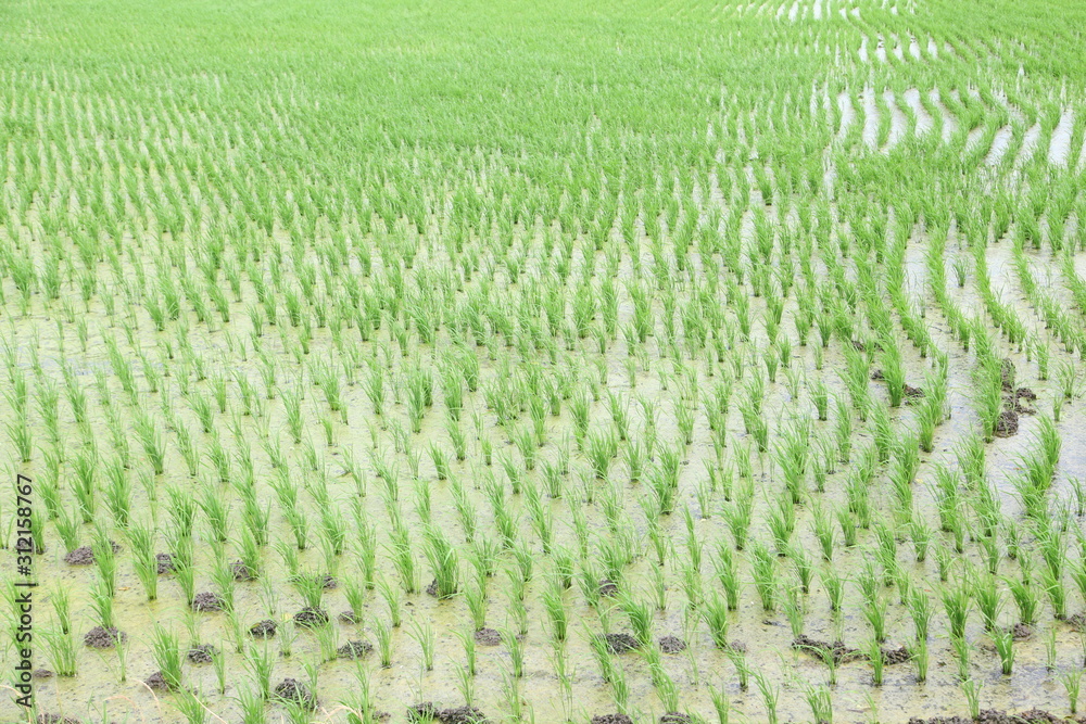 The beautiful landscape of rice fields in Thailand. The beautiful landscape of rice fields in Thailand.