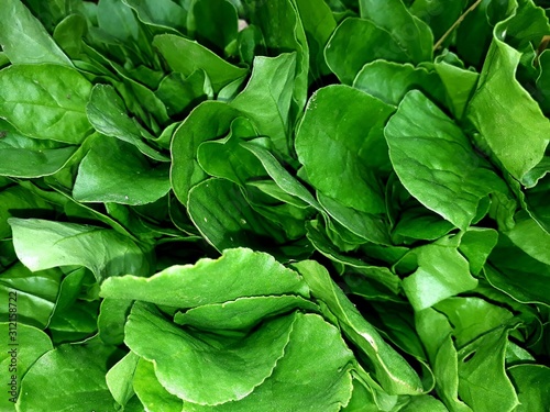 fresh green spinach leaves background