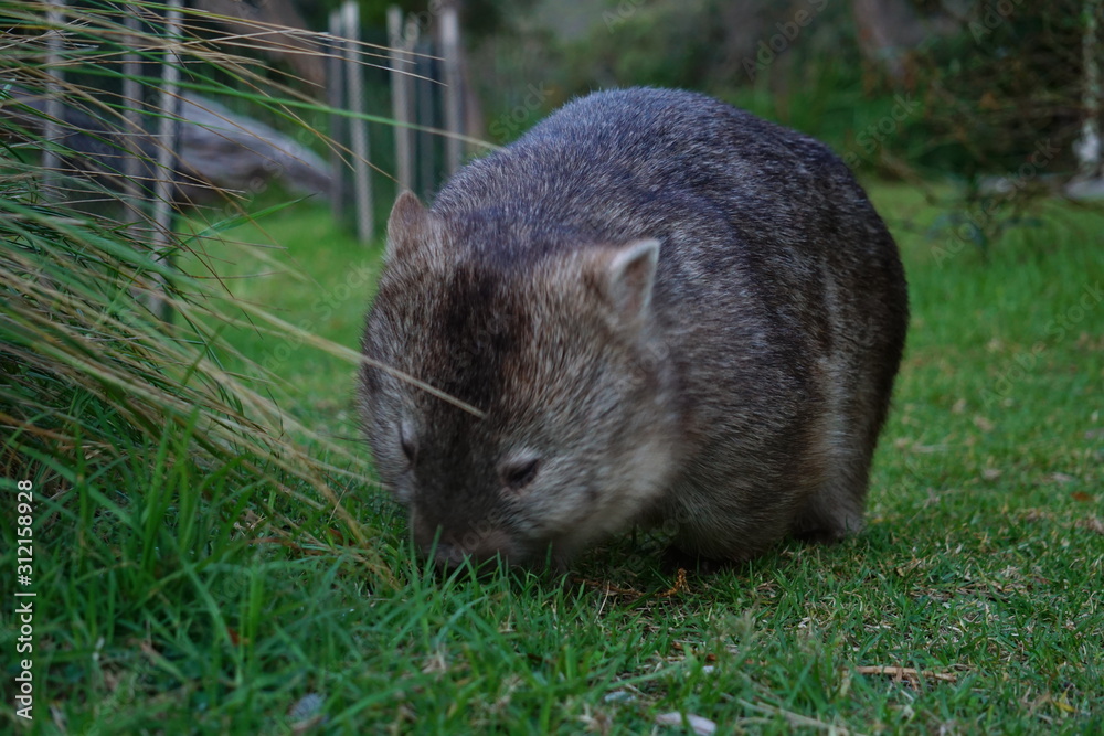 wombat wombat