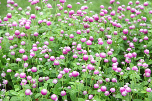Wallpaper Mural Globe amaranth or Gomphrena globosa flower in the garden  Torontodigital.ca