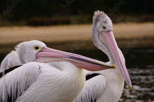 2 pelicans photo