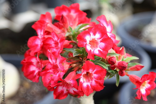 Red bigonia flowers blooming in garden  photo