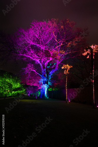 Large illuminated tree with multi coloured lights