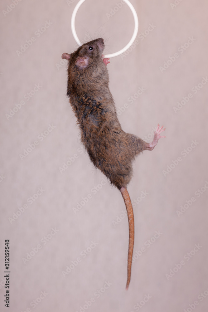 Obraz premium brown domestic rat