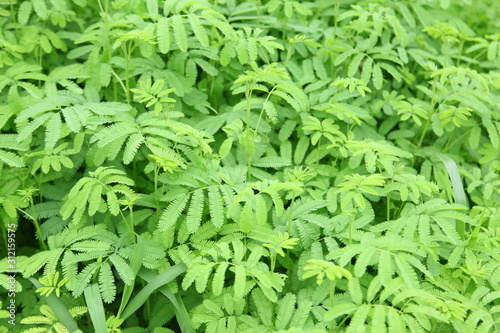 real green grass background 