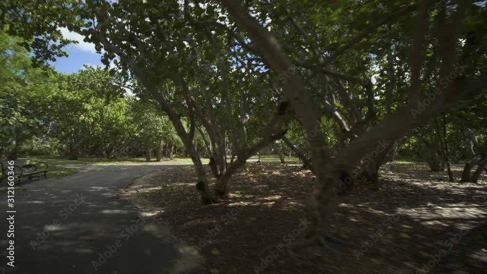 Motion video Florida park with seagrape trees 4k Motion video Florida park with seagrape trees 4k