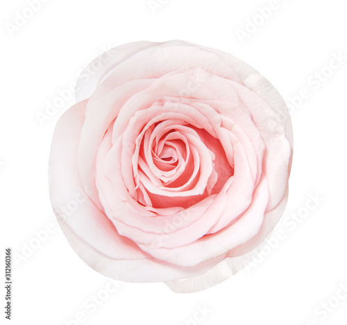 Fototapeta Naklejka Na Ścianę i Meble -  Fresh light pink rose skin flower isolated on white background and clipping path , single top view