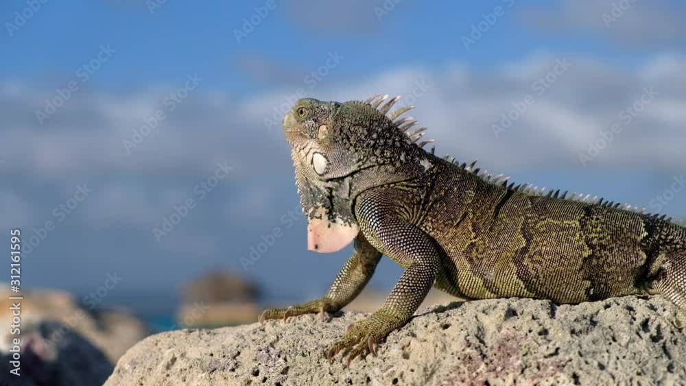 Wild sun basking iguana on rock looking directly at camera during sunset in the Caribbean, side profile Wild sun basking iguana on rock looking directly at camera during sunset in the Caribbean, side profile