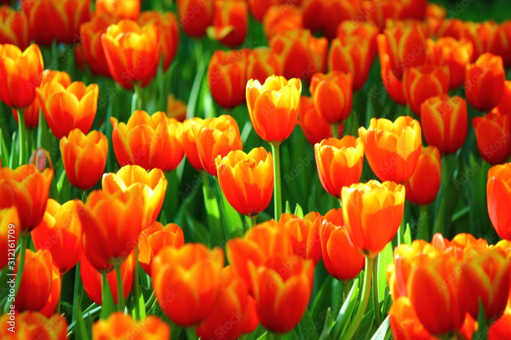 the beautiful tulips in garden .the orange and yellow gradient color on flower leaves. the beautiful tulips in garden .the orange and yellow gradient color on flower leaves.