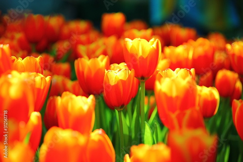 the beautiful orange tulips in garden.the abstact shape and gradient color on flowers.