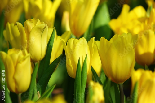 close up the beautiful yellow tulips in plantation .