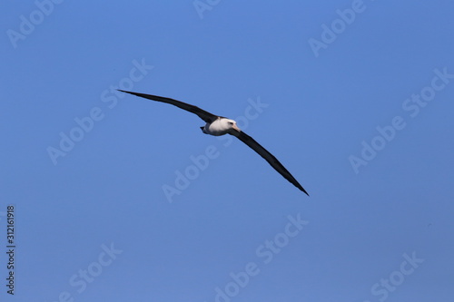 Laysan albatross flying in blue skies of Kauai
