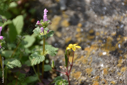 アカカタバミとホトケノザ