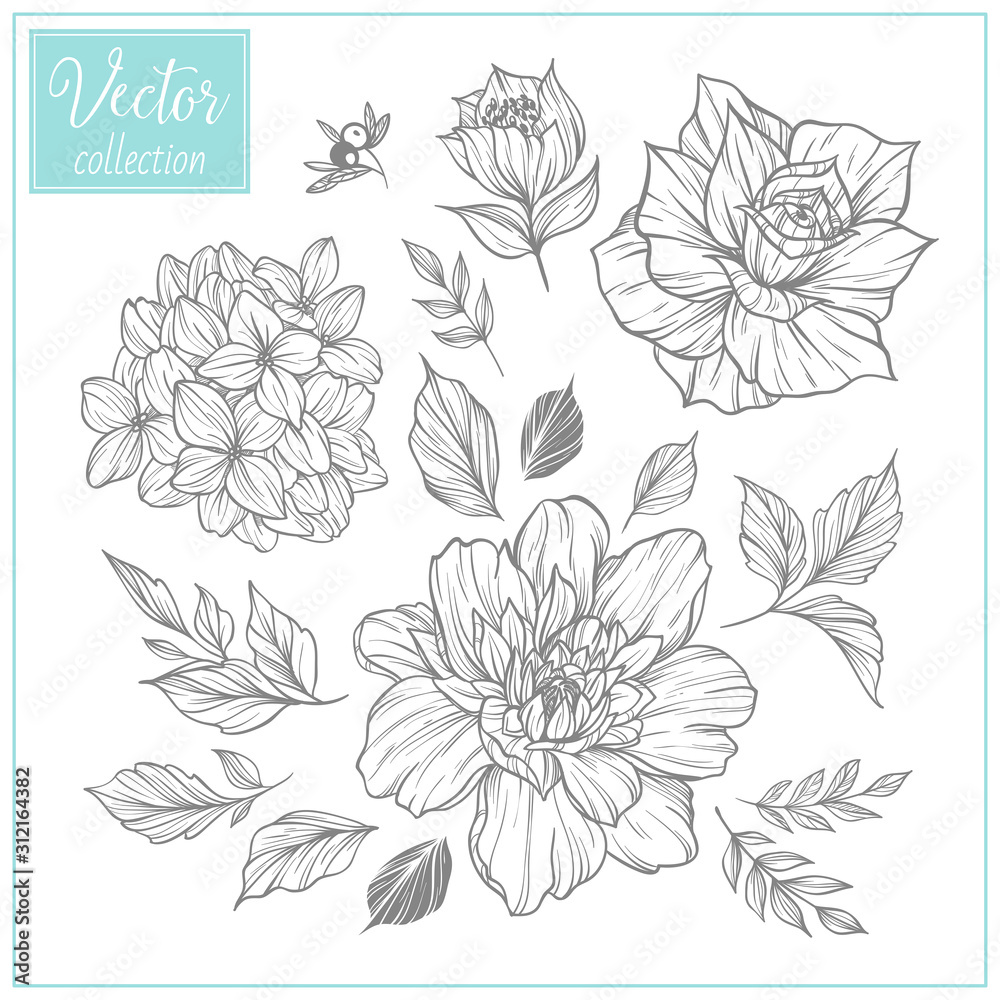 Hand Drawn Botanical Flowers. Vector Collection of Illustrations
