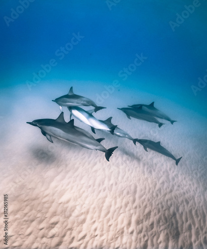 Dolphin