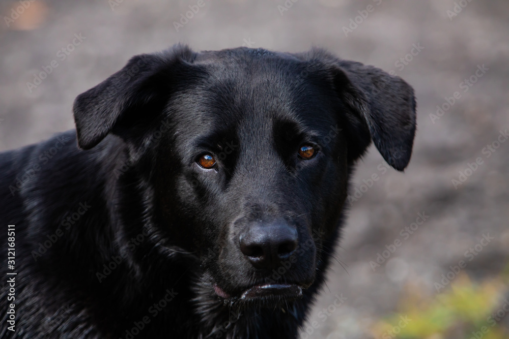 beautiful close-up on the eyes a black dog with brown eyes looking into the camera with the background river