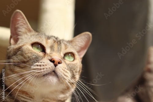 グリーンアイが美しい猫右上目線アメリカンショートヘアー