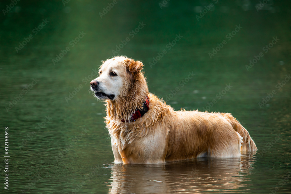 Long coated cheap labrador