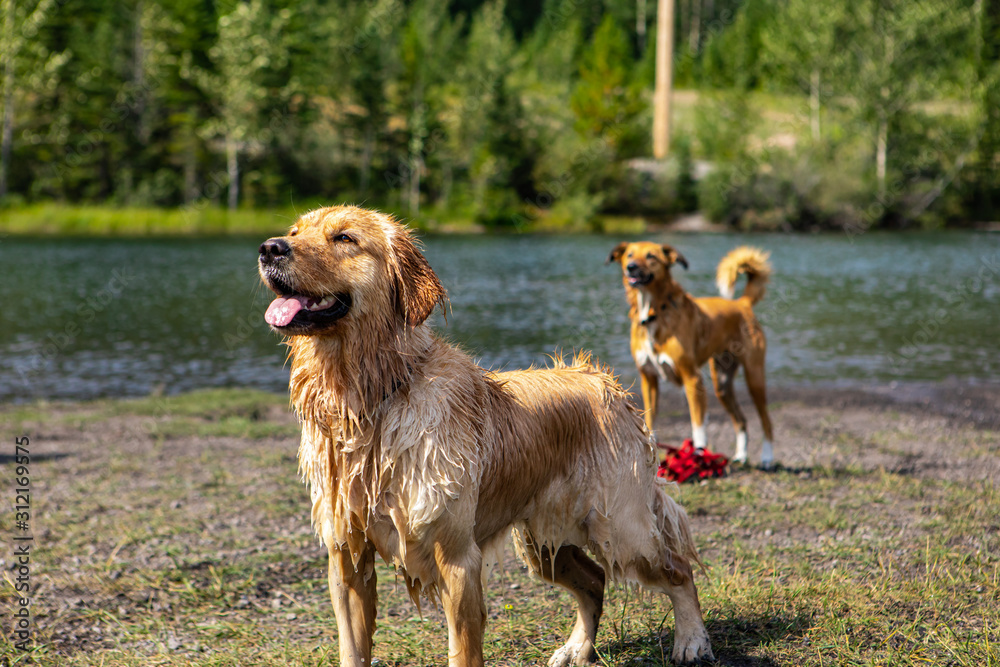 two beautiful dogs similar to the golden retriever looking at the left. with their tongues out on a rocky top on a lake in british columbia