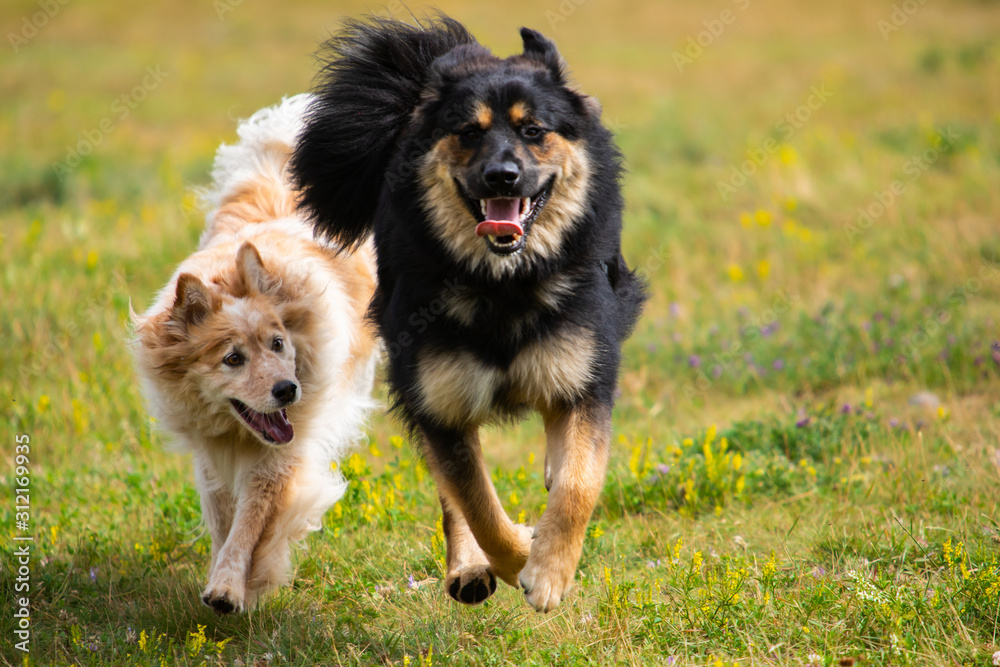 two dog-like Malamute Bernese German Shepherd playing happily chasing each other on the lawn and on the water with their thick fur two dog-like Malamute Bernese German Shepherd playing happily chasing each other on the lawn and on the water with their thick fur