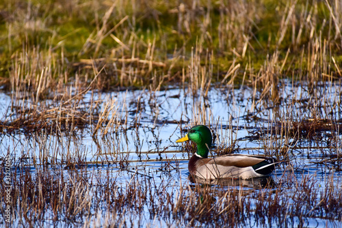Ducks in a marsh
