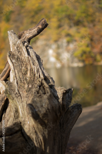 Wooden snag on the background of the lake in autumn Parz Lich Armenia