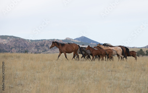 Horses in Mountains