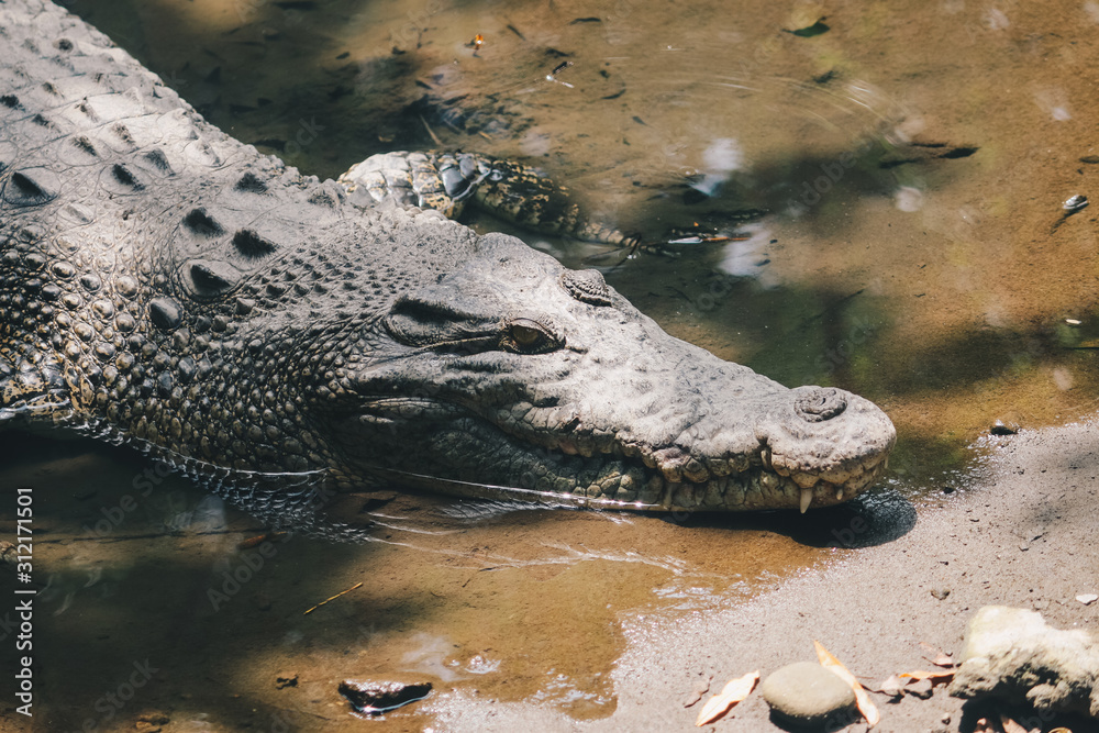 Obraz premium Saltwater crocodile (Crocodylus porosus) or Saltwater crocodile or Indo Australian crocodile or Man-eater crocodile. sunbathing at the swamp.