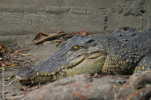 Saltwater crocodile  Crocodylus porosus  or Saltwater crocodile or Indo Australian crocodile or Man-eater crocodile. sunbathing at the swamp.