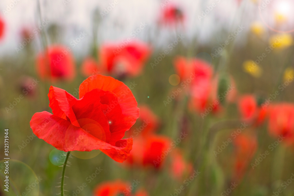 Naklejka premium flowering poppies on the field