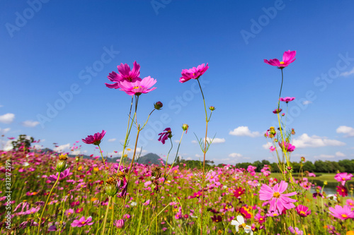 Cosmos flower field in Chiang Rai, Thailand