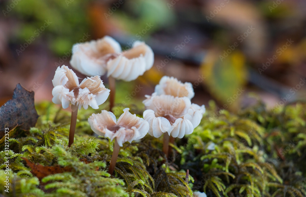 Fototapeta premium poisonous fungus mushroom