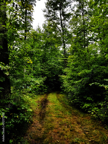 Fototapeta Naklejka Na Ścianę i Meble -  .Dark forest road