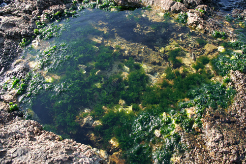 磯についたアオサ 海藻