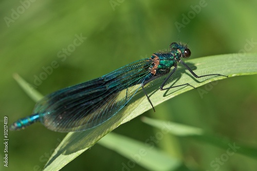 eine blaue Libelle auf einem Blatt © biggi62