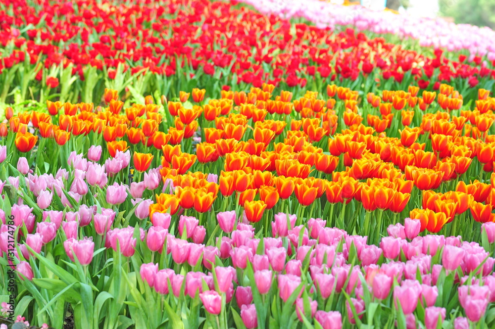 Tulips are blooming beautifully in the spring. Tulips are blooming beautifully in the spring.