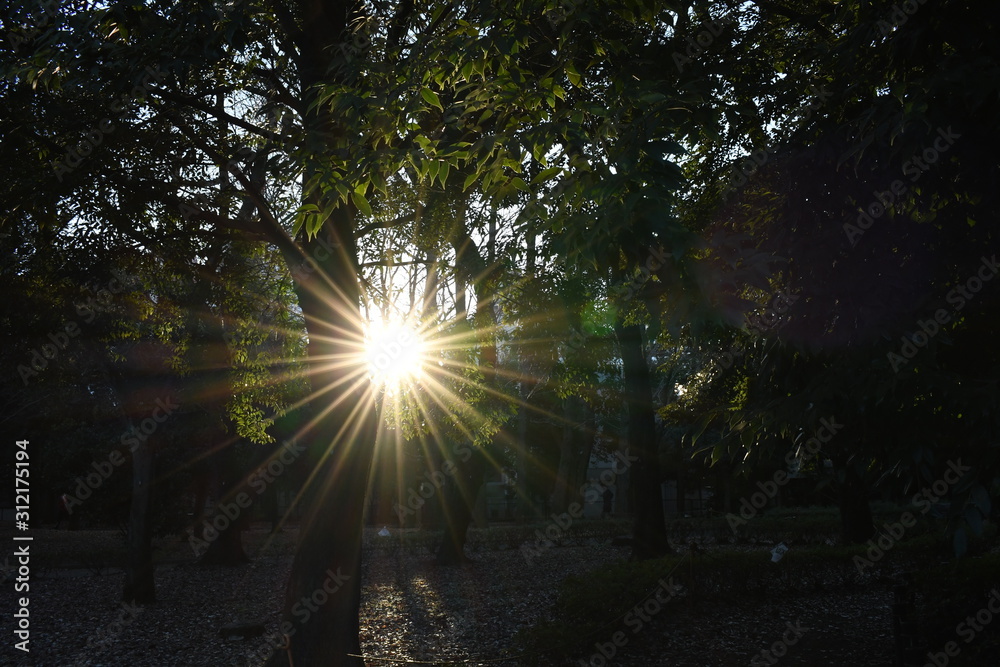 Obraz premium 夕日