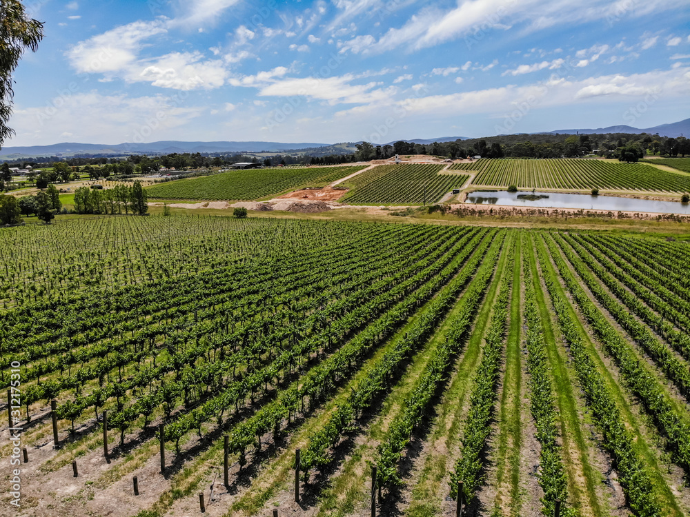 Aerial view on Australian vineyard