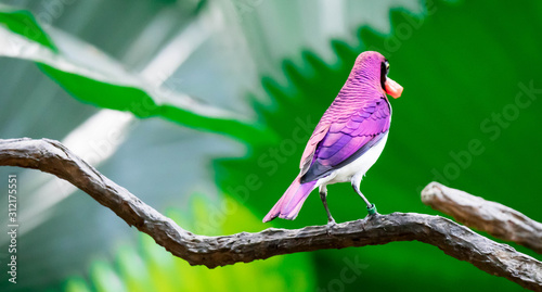 Violet-backed Starling Cinnyricinclus leucogaster, also known as Amethyst or Plum-coloured Starling photo