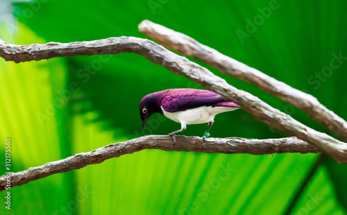 Violet-backed Starling Cinnyricinclus leucogaster, also known as Amethyst or Plum-coloured Starling photo