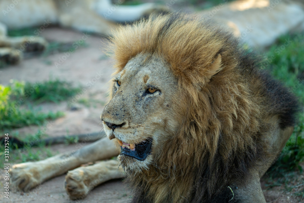 Large dominant male lion in the lowveld region of the Greater Kruger park. Large dominant male lion in the lowveld region of the Greater Kruger park.