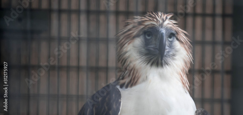 The Philippine eagle (Pithecophaga jefferyi) is one of the most endangered bird species in the world. It is believed that less than 500 pairs survive in the wild.