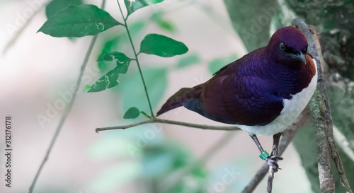 Violet-backed Starling Cinnyricinclus leucogaster, also known as Amethyst or Plum-coloured Starling photo