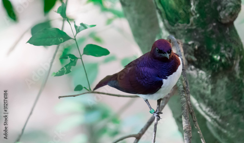 Violet-backed Starling Cinnyricinclus leucogaster, also known as Amethyst or Plum-coloured Starling photo