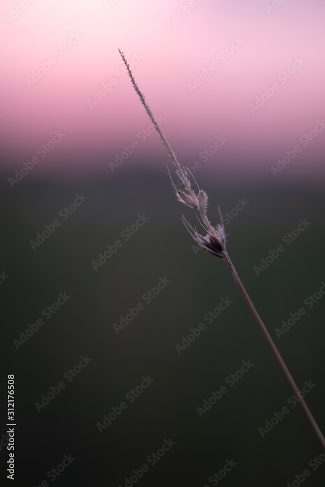 Fototapeta premium Spikelet at sunrise in a foggy haze
